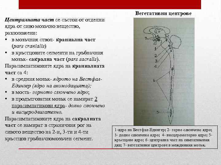 Вегетативни центрове Централната част се състои от отделни ядра от сиво мозъчно вещество, разположени: