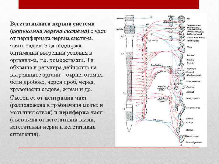 Вегетативната нервна система (автономна нервна система) е част от периферната нервна система, чиято задача