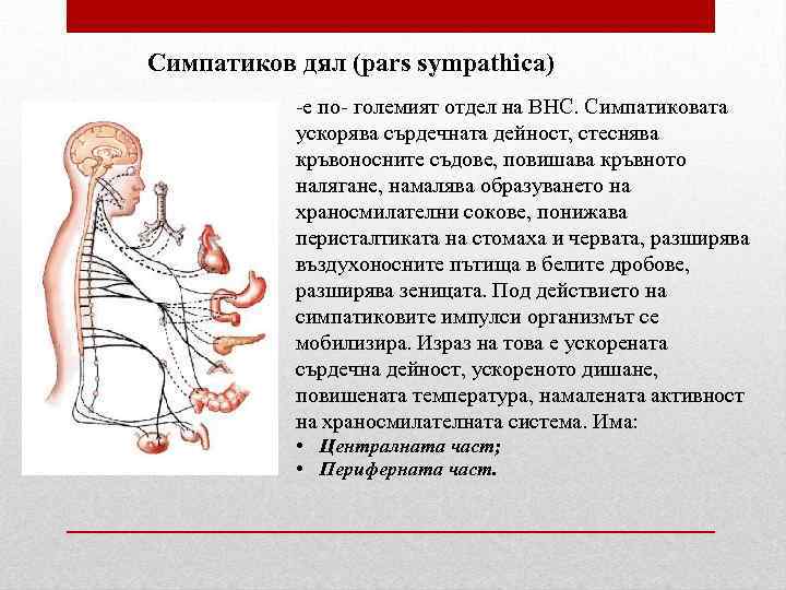 Симпатиков дял (pars sympathica) -е по- големият отдел на ВНС. Симпатиковата ускорява сърдечната дейност,