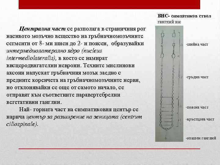 ВНС- симпатиков ствол ганглий на: Централна част се разполага в страничния рог насивото мозъчно