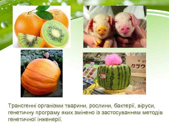 Трансгенні організми тварини, рослини, бактерії, віруси, генетичну програму яких змінено із застосуванням методів генетичної