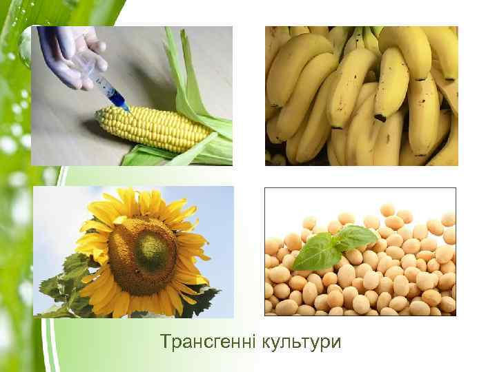 Трансгенні культури 