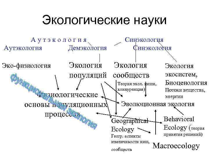 Экологические науки Аутэкология Демэкология Эко-физиология Синэкология Экология популяций сообществ Физиологические основы популяционных процессов Теория