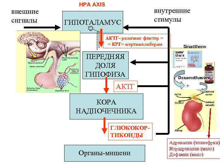 внешние сигналы HPA AXIS ГИПОТАЛАМУС внутренние стимулы АКТГ- релизинг фактор = = КРГ= кортиколиберин