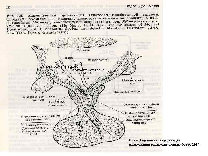 Супрахиахматическое Паравентрикуляроне Из кн. : Гормональная регуляция размножения у млекопитающих «Мир» 1987 
