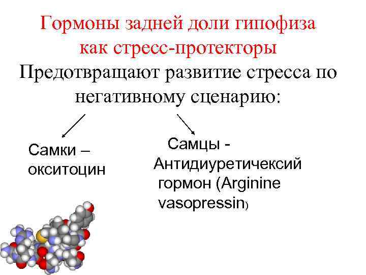 Гормоны задней доли гипофиза как стресс-протекторы Предотвращают развитие стресса по негативному сценарию: Самки –