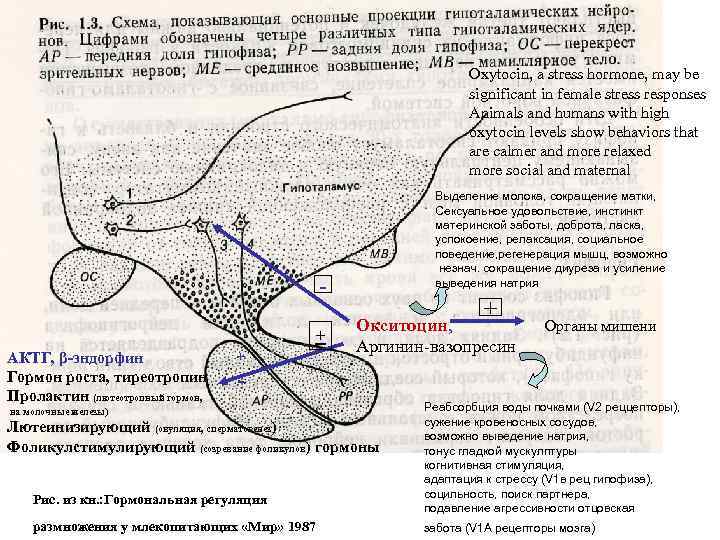 Oxytocin, a stress hormone, may be significant in female stress responses Animals and humans