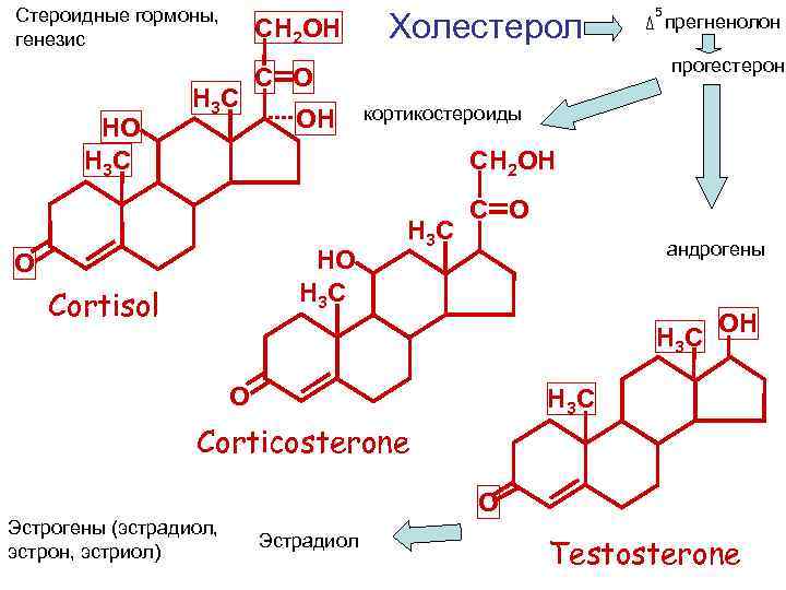Стероидные гормоны, генезис HO H 3 C CH 2 OH H 3 C Холестерол