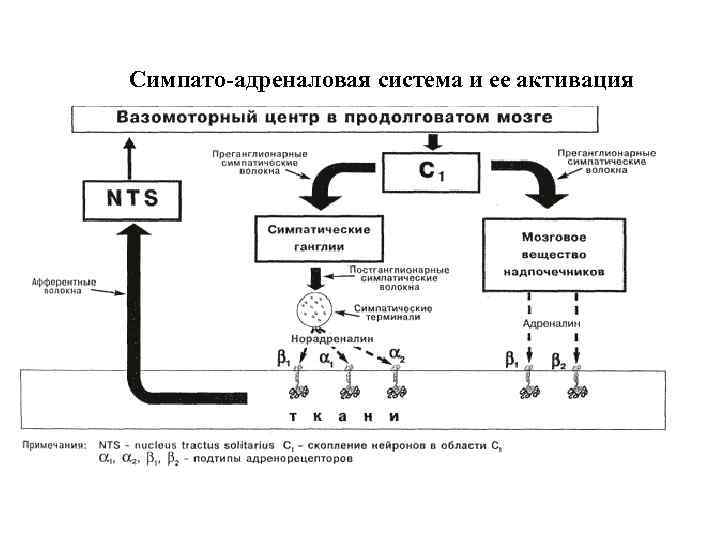 Симпато-адреналовая система и ее активация 