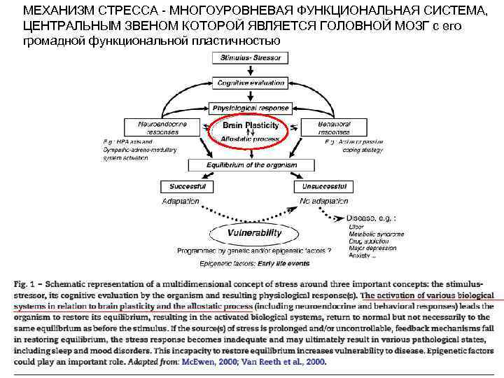 МЕХАНИЗМ СТРЕССА - МНОГОУРОВНЕВАЯ ФУНКЦИОНАЛЬНАЯ СИСТЕМА, ЦЕНТРАЛЬНЫМ ЗВЕНОМ КОТОРОЙ ЯВЛЯЕТСЯ ГОЛОВНОЙ МОЗГ с его