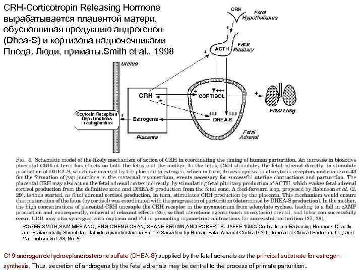 CRH-Corticotropin Releasing Hormone вырабатывается плацентой матери, обусловливая продукцию андрогенов (Dhea-S) и кортизола надпочечниками Плода.