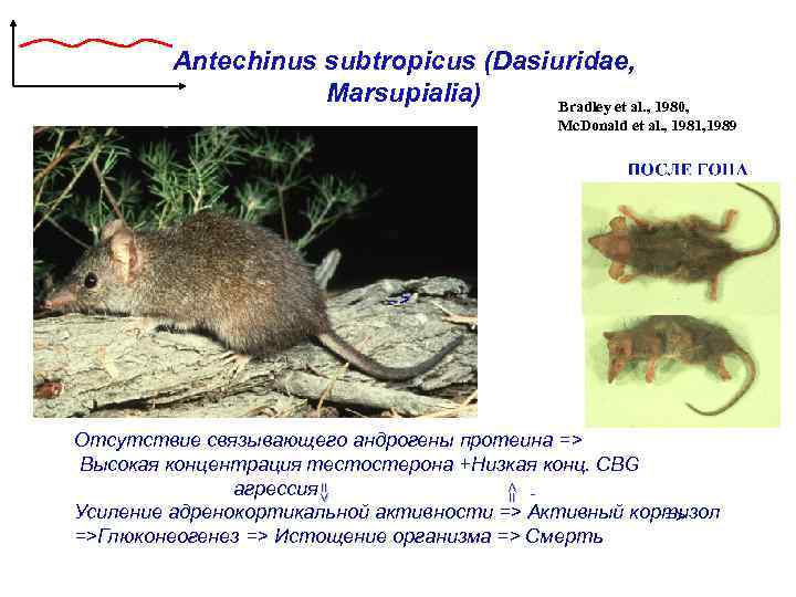 Antechinus subtropicus (Dasiuridae, Marsupialia) Bradley et al. , 1980, Mc. Donald et al. ,