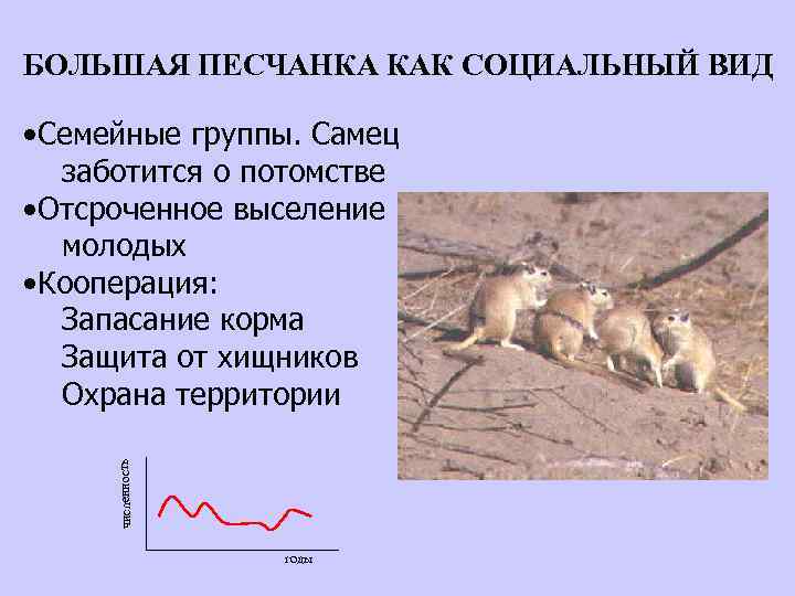 БОЛЬШАЯ ПЕСЧАНКА КАК СОЦИАЛЬНЫЙ ВИД численность • Семейные группы. Самец заботится о потомстве •
