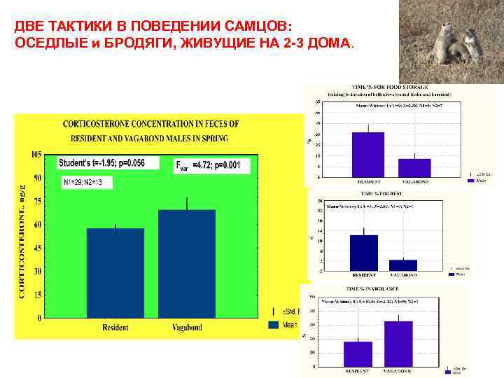 ДВЕ ТАКТИКИ В ПОВЕДЕНИИ САМЦОВ: ОСЕДЛЫЕ и БРОДЯГИ, ЖИВУЩИЕ НА 2 -3 ДОМА. 