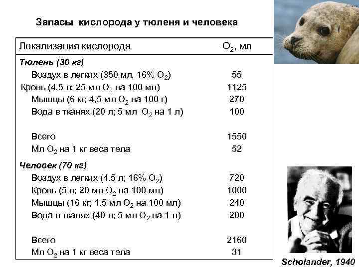 Запасы кислорода у тюленя и человека Локализация кислорода Тюлень (30 кг) Воздух в легких
