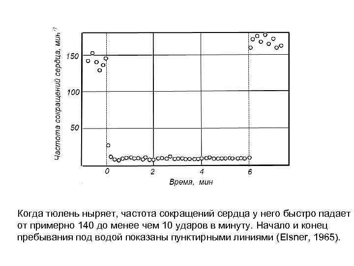 Когда тюлень ныряет, частота сокращений сердца у него быстро падает от примерно 140 до