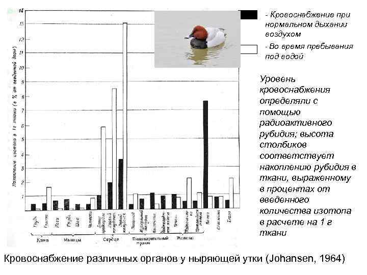 - Кровоснабжение при нормальном дыхании воздухом - Во время пребывания под водой Уровень кровоснабжения