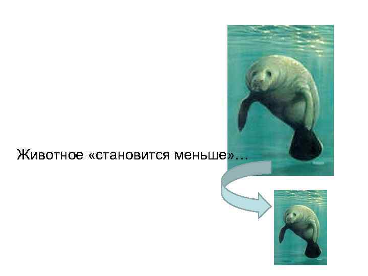 Животное «становится меньше» … 