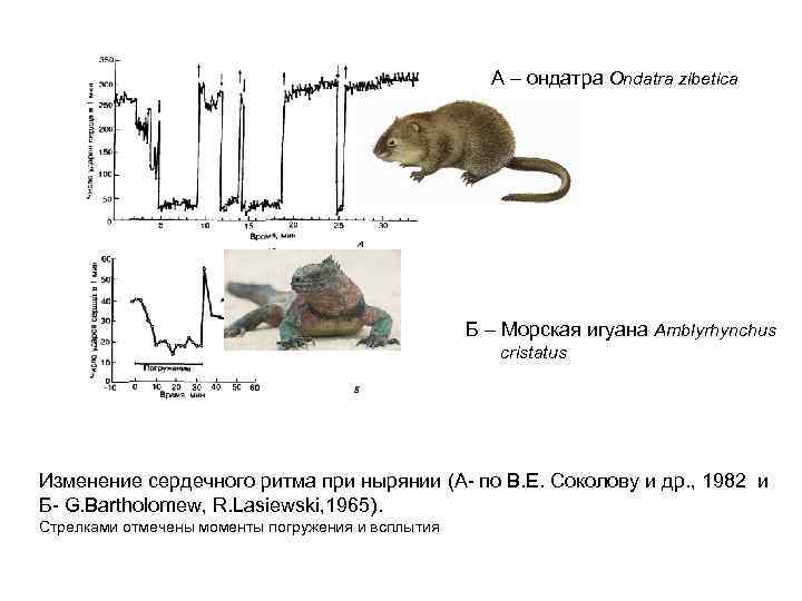 А – ондатра Ondatra zibetica Б – Морская игуана Amblyrhynchus cristatus Изменение сердечного ритма