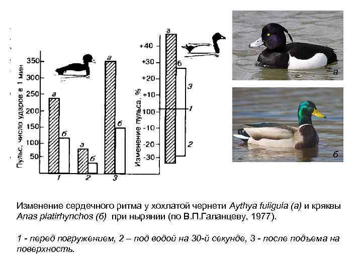 а б Изменение сердечного ритма у хохлатой чернети Aythya fuligula (а) и кряквы Anas