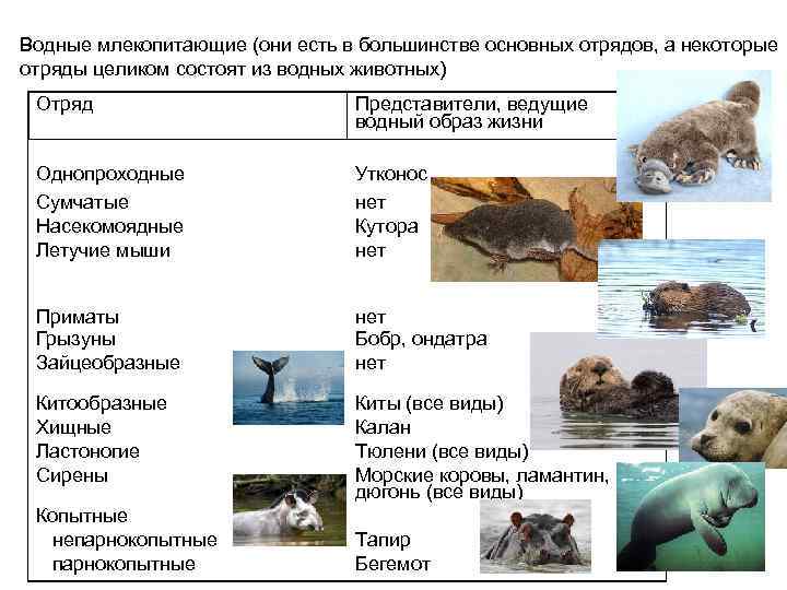 Водные млекопитающие (они есть в большинстве основных отрядов, а некоторые отряды целиком состоят из