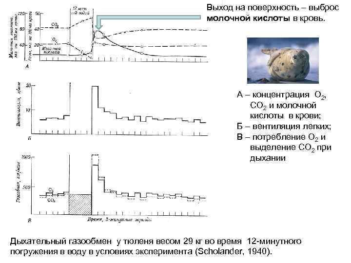 Выход на поверхность – выброс молочной кислоты в кровь. А – концентрация О 2,