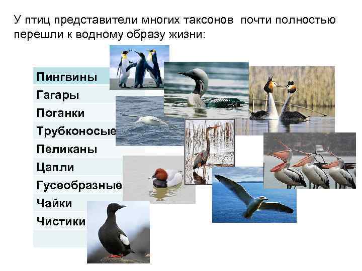 У птиц представители многих таксонов почти полностью перешли к водному образу жизни: Пингвины Гагары