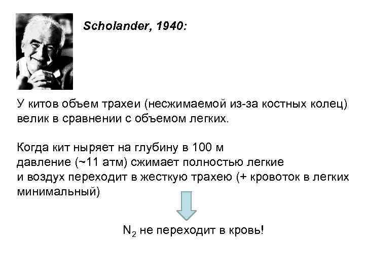 Scholander, 1940: У китов объем трахеи (несжимаемой из-за костных колец) велик в сравнении с