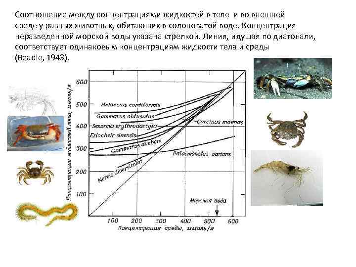 Соотношение между концентрациями жидкостей в теле и во внешней среде у разных животных, обитающих