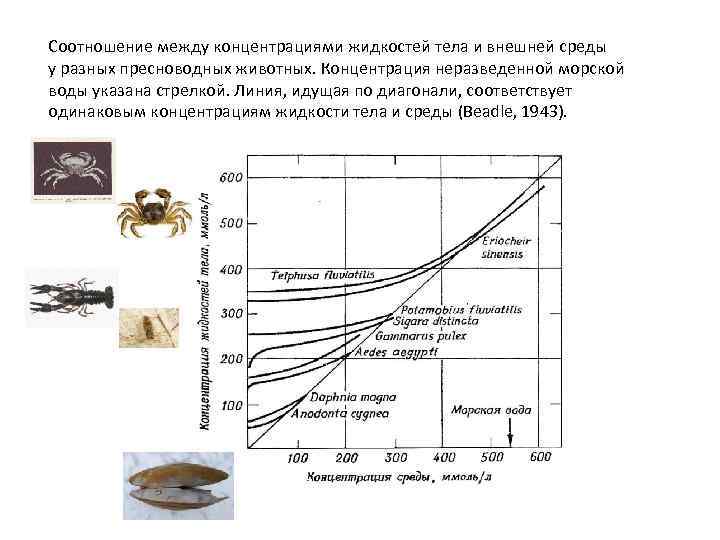 Соотношение между концентрациями жидкостей тела и внешней среды у разных пресноводных животных. Концентрация неразведенной