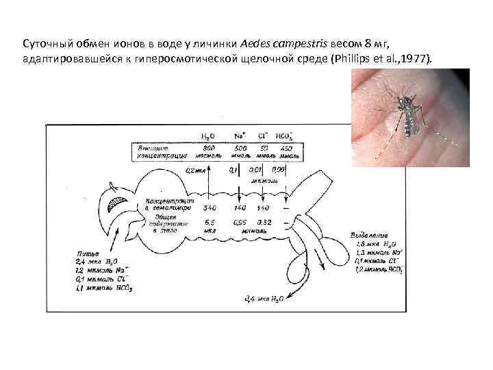 Суточный обмен ионов в воде у личинки Aedes campestris весом 8 мг, адаптировавшейся к