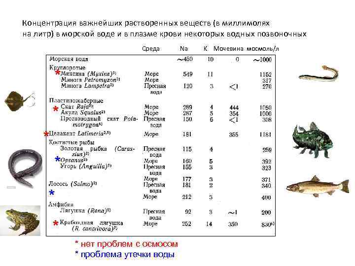Концентрация важнейших растворенных веществ (в миллимолях на литр) в морской воде и в плазме