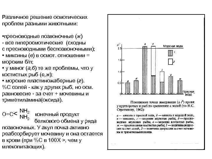 Различное решение осмотических проблем разными животными: • пресноводные позвоночные (ж) - все гиперосмотические (сходны