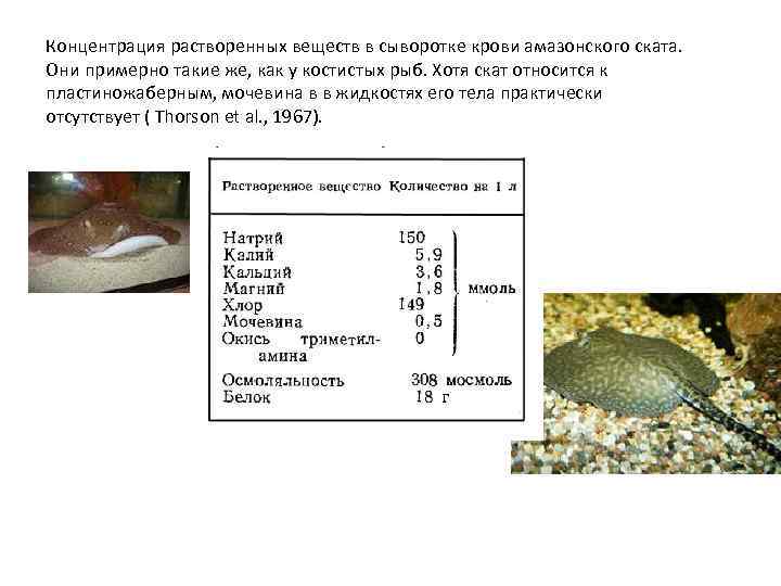 Концентрация растворенных веществ в сыворотке крови амазонского ската. Они примерно такие же, как у