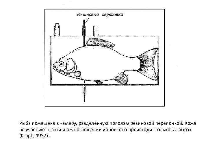 Рыба помещена в камеру, разделенную пополам резиновой перепонкой. Кожа не участвует в активном поглощении