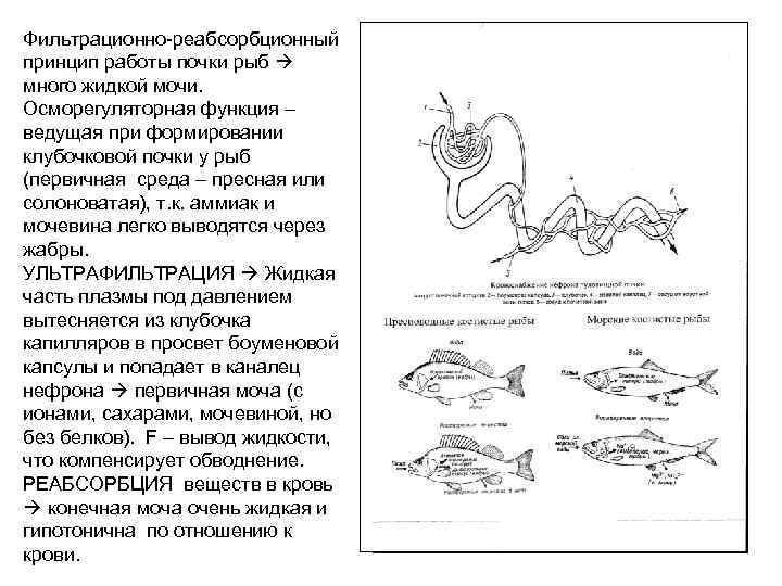 Фильтрационно-реабсорбционный принцип работы почки рыб много жидкой мочи. Осморегуляторная функция – ведущая при формировании