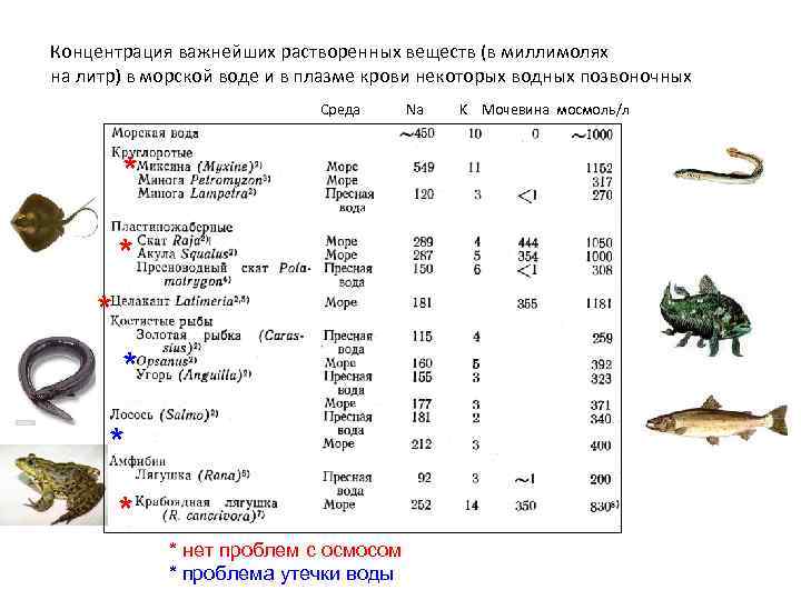 Концентрация важнейших растворенных веществ (в миллимолях на литр) в морской воде и в плазме