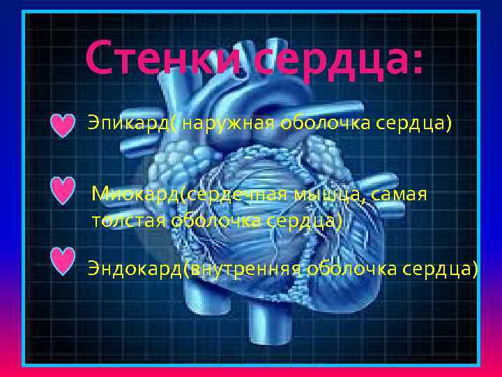 Стенки сердца: Эпикард( наружная оболочка сердца) Миокард(сердечная мышца, самая толстая оболочка сердца) Эндокард(внутренняя оболочка