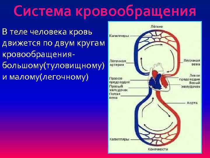 Система кровообращения В теле человека кровь движется по двум кругам кровообращения- большому(туловищному) и малому(легочному)