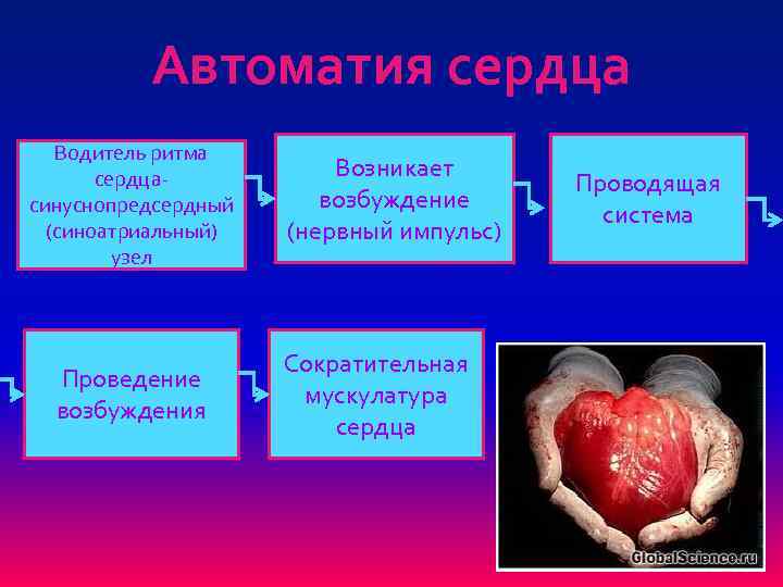 Автоматия сердца Водитель ритма сердца- синуснопредсердный (синоатриальный) узел Проведение возбуждения Возникает возбуждение (нервный импульс)