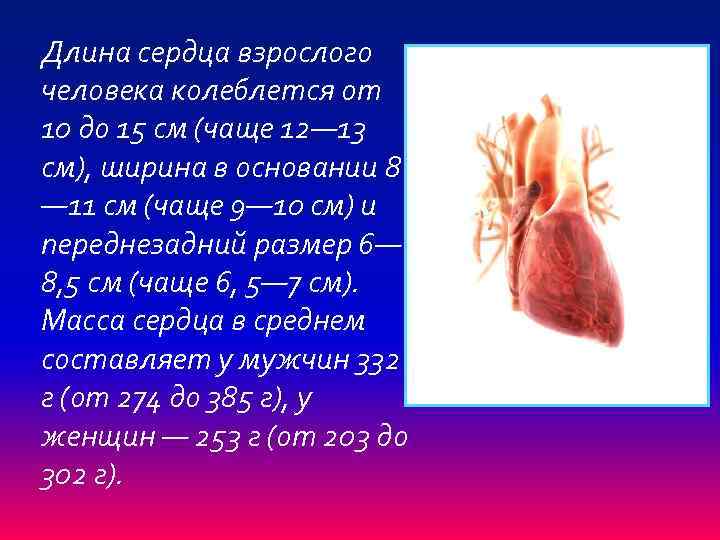 Длина сердца взрослого человека колеблется от 10 до 15 см (чаще 12— 13 см),