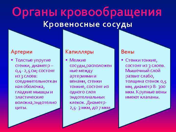 Органы кровообращения Кровеносные сосуды Артерии Капилляры Вены • Толстые упругие стенки, диаметр – 0,