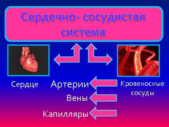 Сердечно- сосудистая система Сердце Артерии Вены Капилляры Кровеносные сосуды 