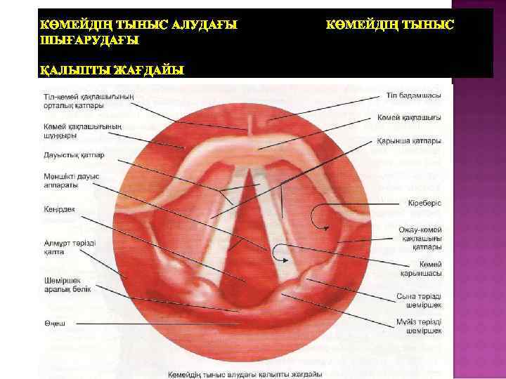 КӨМЕЙДІҢ ТЫНЫС АЛУДАҒЫ ШЫҒАРУДАҒЫ ҚАЛЫПТЫ ЖАҒДАЙЫ КӨМЕЙДІҢ ТЫНЫС 