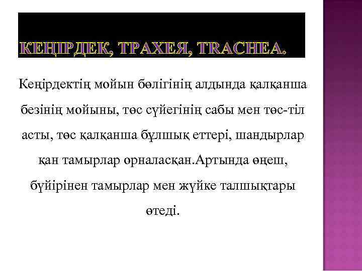 КЕҢІРДЕК, ТРАХЕЯ, TRACHEA. Кеңірдектің мойын бөлігінің алдында қалқанша безінің мойыны, төс сүйегінің сабы мен