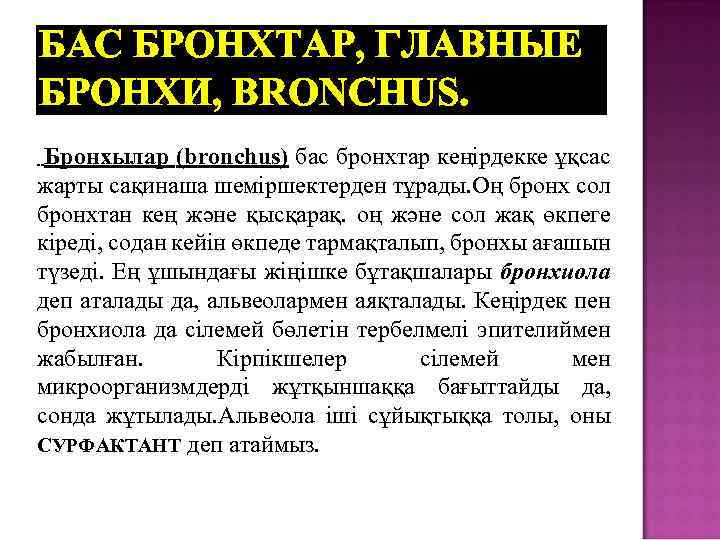 БАС БРОНХТАР, ГЛАВНЫЕ БРОНХИ, BRONCHUS. Бронхылар (bronchus) бас бронхтар кеңірдекке ұқсас жарты сақинаша шеміршектерден