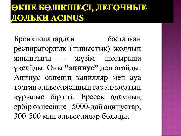ӨКПЕ БӨЛІКШЕСІ, ЛЕГОЧНЫЕ ДОЛЬКИ ACINUS Бронхиолалардан басталған респираторлық (тыныстық) жолдың жиынтығы – жүзім шоғырына