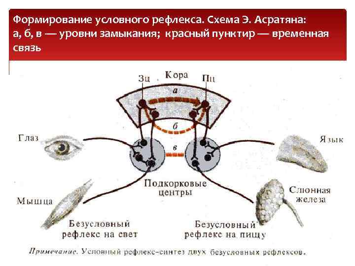 Формирование условного рефлекса. Схема Э. Асратяна: а, б, в — уровни замыкания; красный пунктир