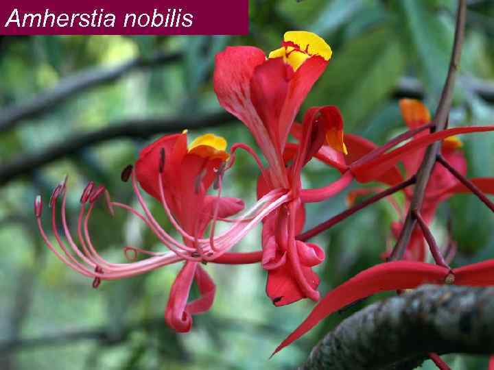 Amherstia nobilis Бобоцветные – Fabales Порядок Семейство Бобовые, Fabaceae 3 подсемейства 1. Мимозовые 40