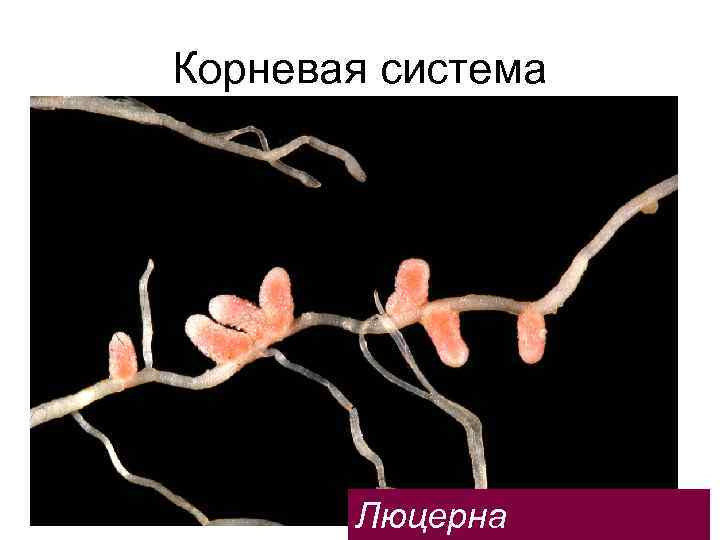 Корневая система Люцерна 